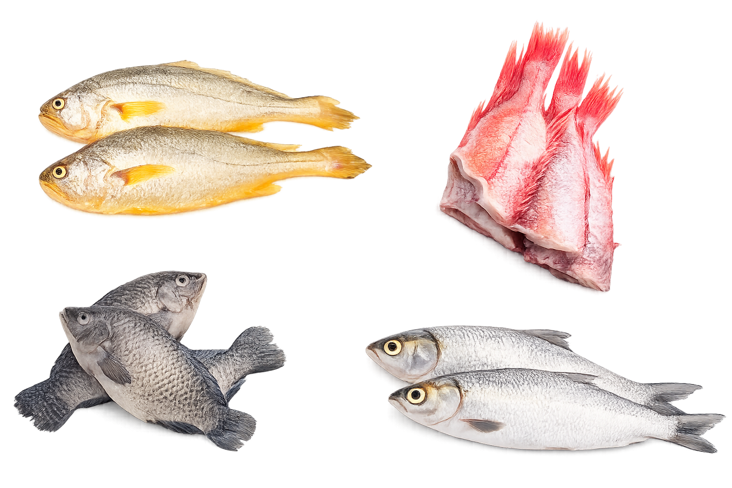 Fish & Seafood