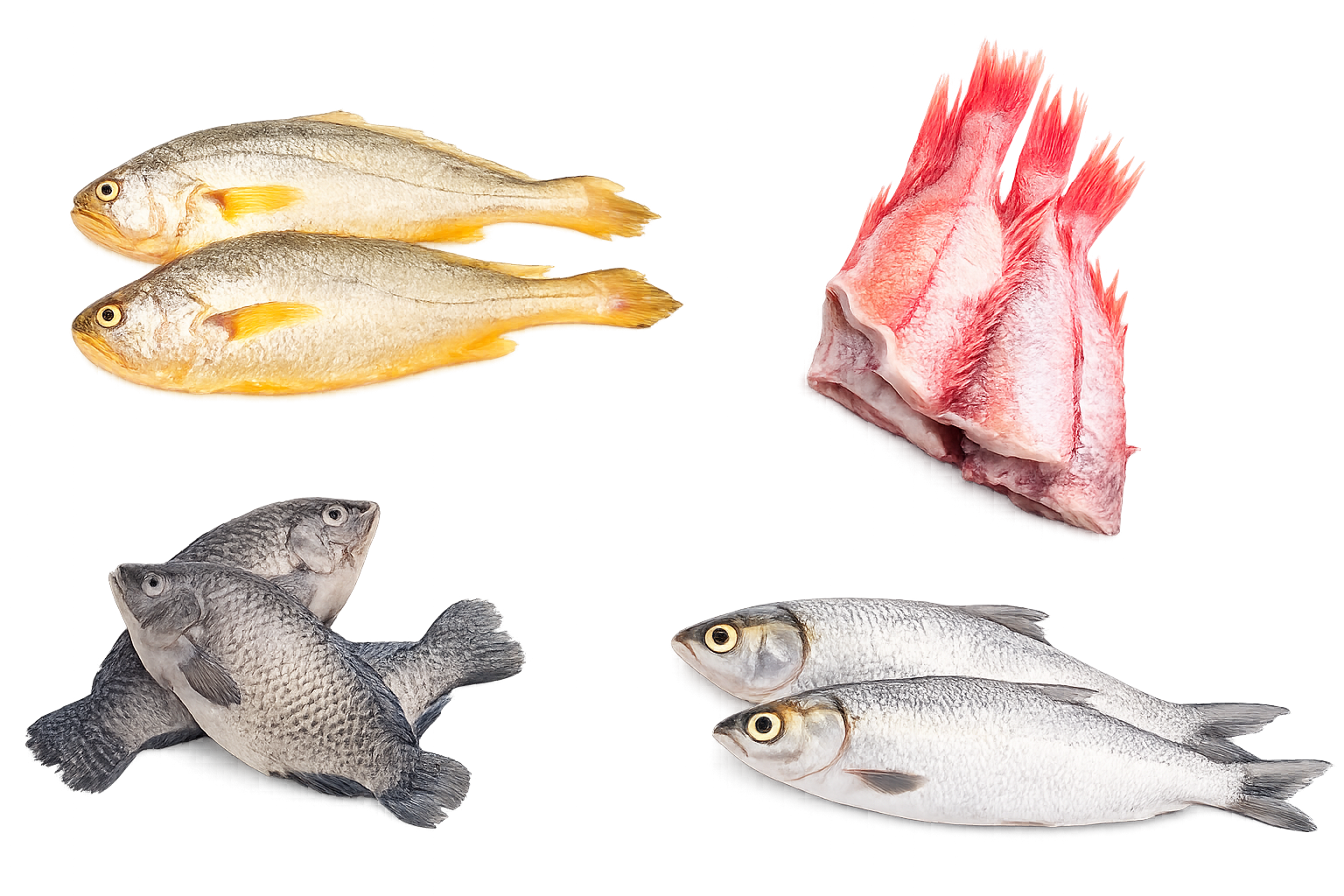 Fish & Seafood