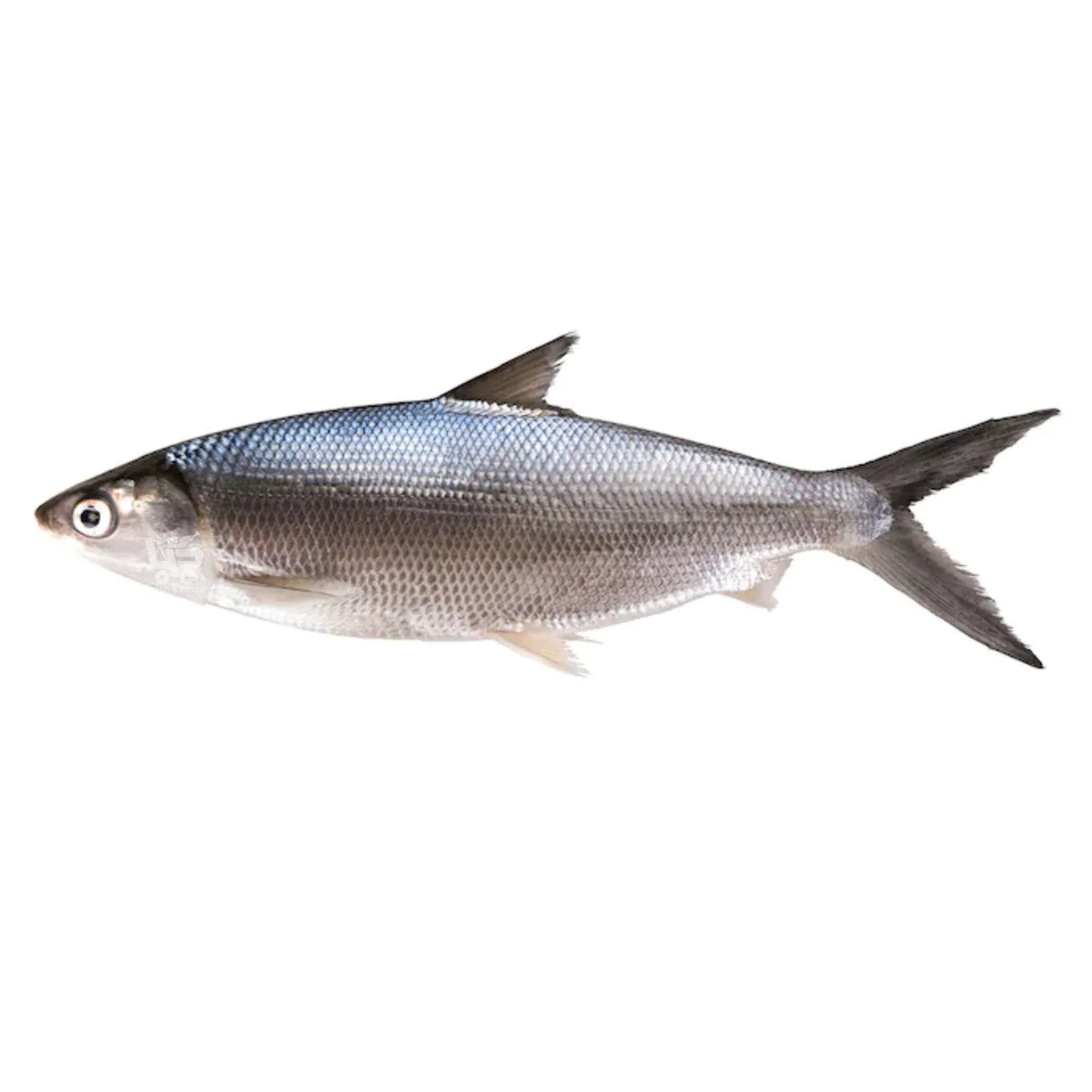 Milk Fish Frozen