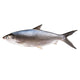 Milk Fish Frozen