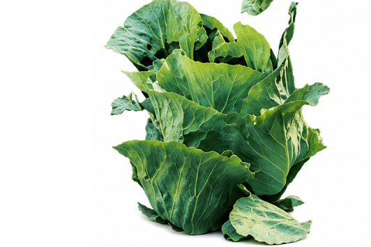 Spring Cabbage, 10/12 pieces