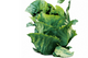 Spring Cabbage, 10/12 pieces