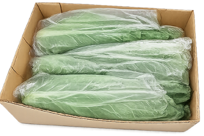 Spring Cabbage, 10/12 pieces