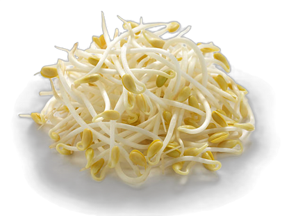 Fresh Beansprouts, 4 kg