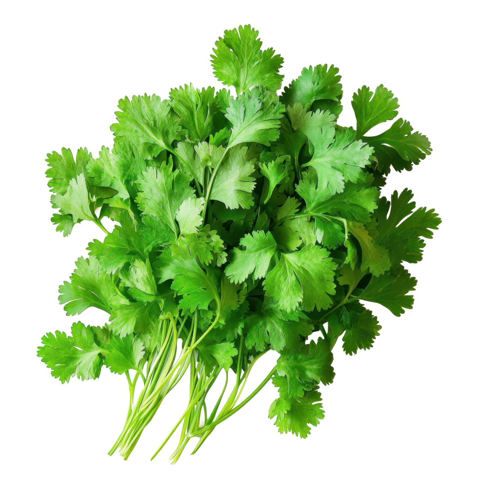 Fresh Coriander, box