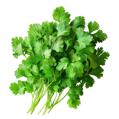 Fresh Coriander, box