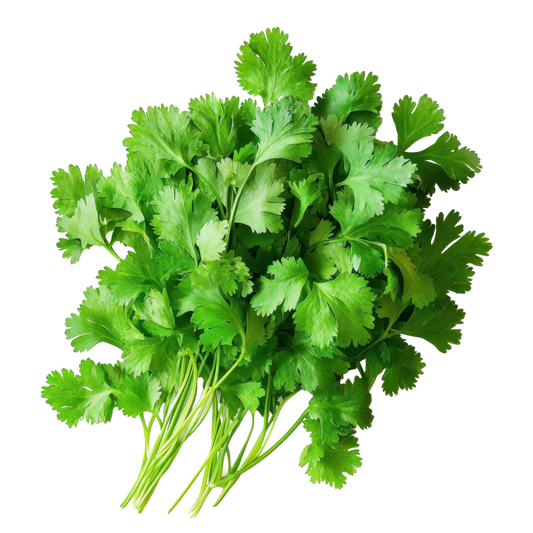 Fresh Coriander, box