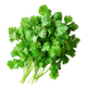 Fresh Coriander, box