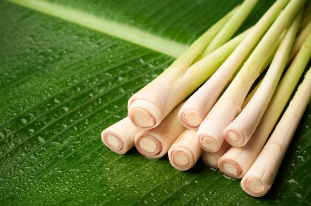Fresh Lemongrass, (Per Bunch)