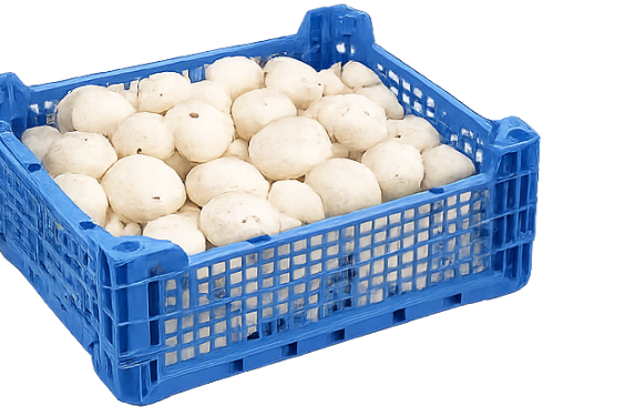 Fresh Mushroom Tray,  2.5kg