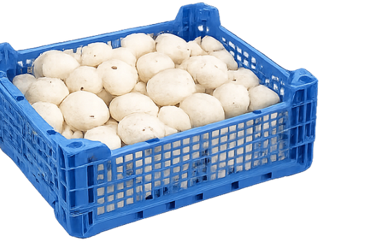 Fresh Mushroom Tray,  2.5kg