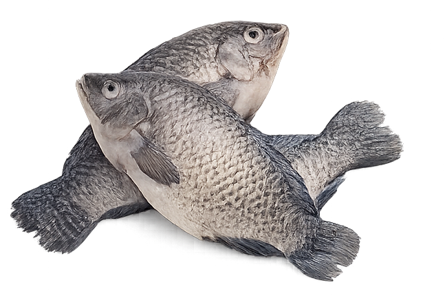 Tilapia 5kg 500+ Medium