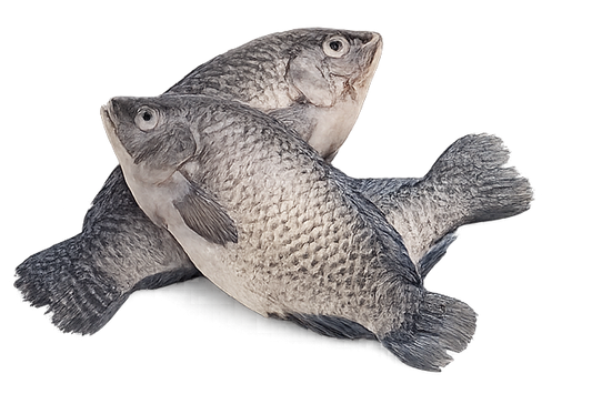 Tilapia 5kg 500+ Medium